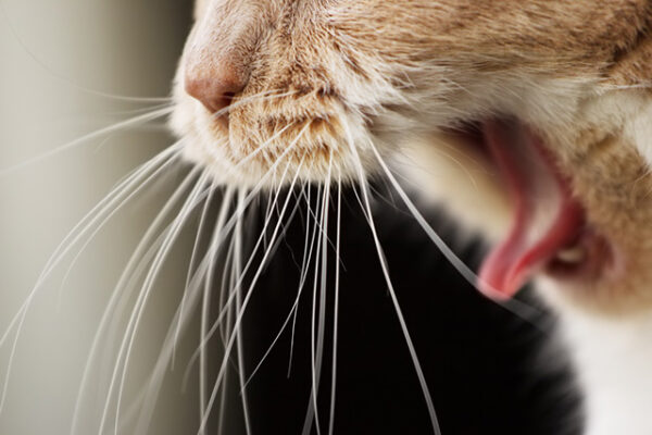 cat Bordetella bronchiseptia All4Pets