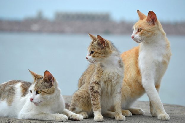 Is Kennel Cough Contagious to Cats? Pets The Nest